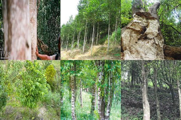 沉香老料手串价格1677974940196 沉香老料手串价格1677974940196