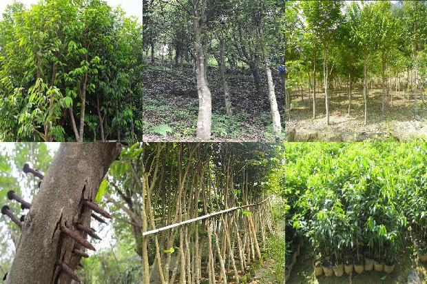 沉香老料手串价格1677974940202 沉香老料手串价格1677974940202