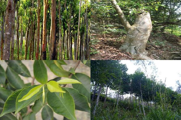 沉香手串新料价格1677975054870 沉香手串新料价格1677975054870