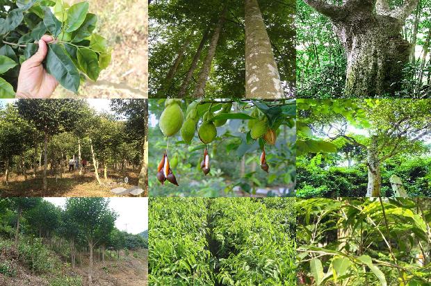 老料沉香手串价格1677975139046 老料沉香手串价格1677975139046