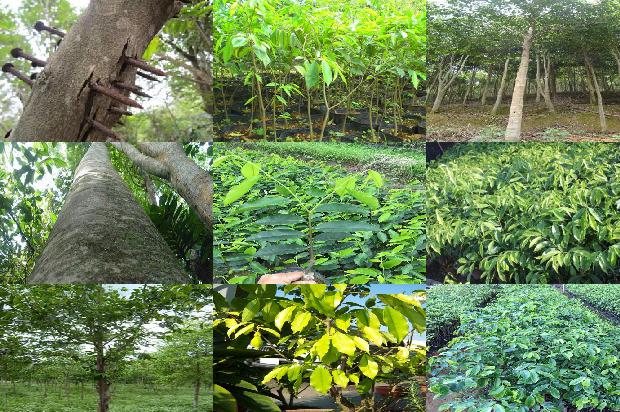 老料沉香手串价格1677975139052 老料沉香手串价格1677975139052