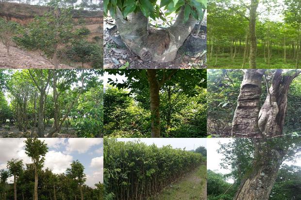 老料沉香手串价格1677975139058 老料沉香手串价格1677975139058