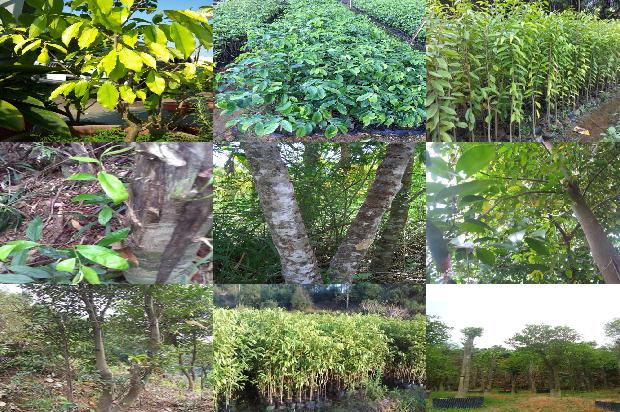 沉香手串每克价格1677975215298