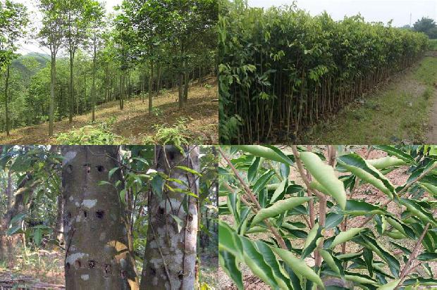 沉香手串每克价格1677975215304