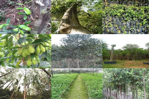 沉香手串每克价格1677975215310