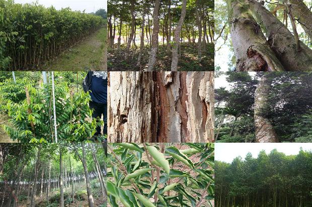 沉香老料价格1677975487493 沉香老料价格1677975487493