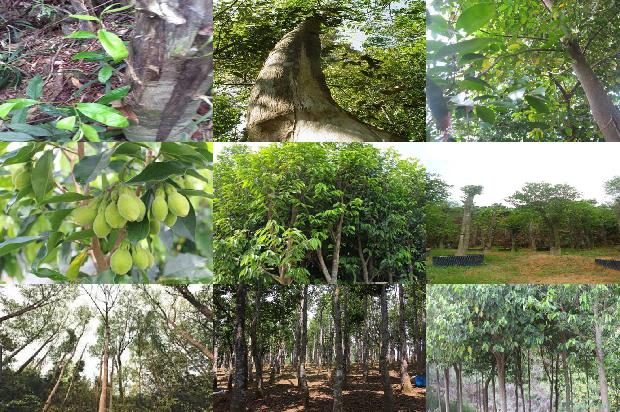 沉香老料价格1677975487499 沉香老料价格1677975487499