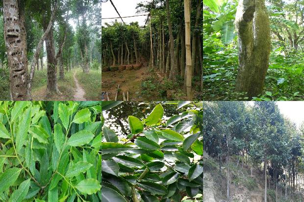 沉香老料价格1677975487505 沉香老料价格1677975487505