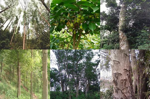 沉香老料价格1677975487511 沉香老料价格1677975487511