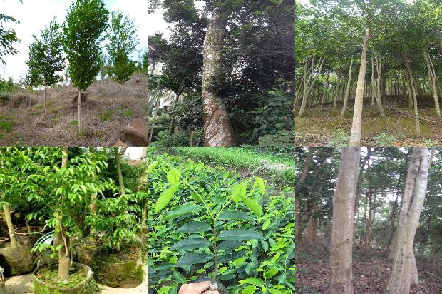 沉香链的价格1677975541350 沉香链的价格1677975541350