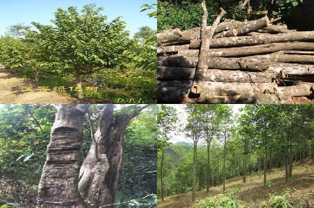 沉香链的价格1677975541356 沉香链的价格1677975541356