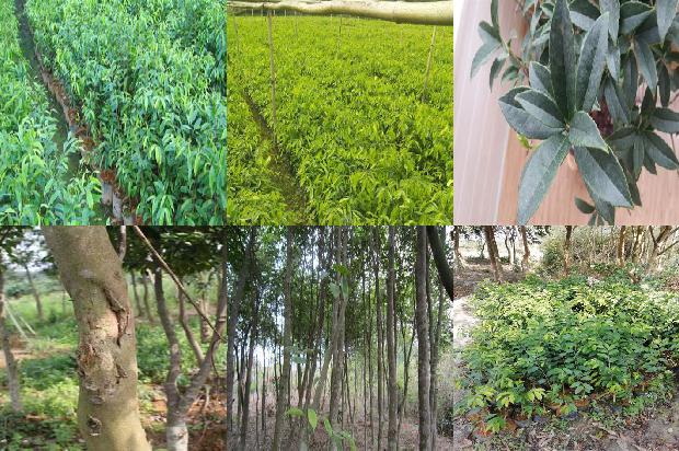 沉香链的价格1677975541368 沉香链的价格1677975541368