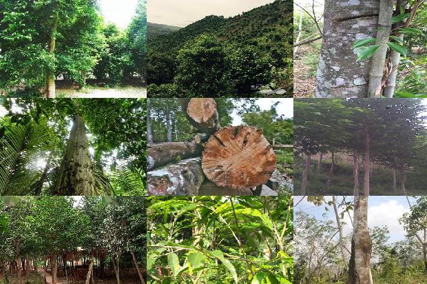 老料沉香价格1678061340652 老料沉香价格1678061340652