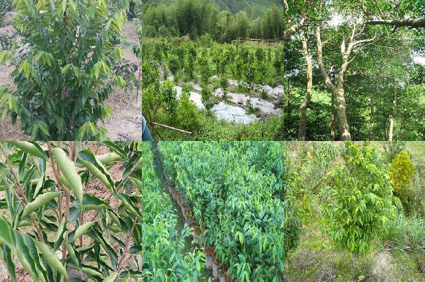 老料沉香价格1678061340658 老料沉香价格1678061340658