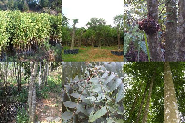 老料沉香价格1678061340664 老料沉香价格1678061340664