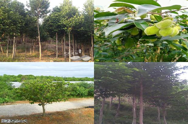 好沉香的价格1678061747232 好沉香的价格1678061747232