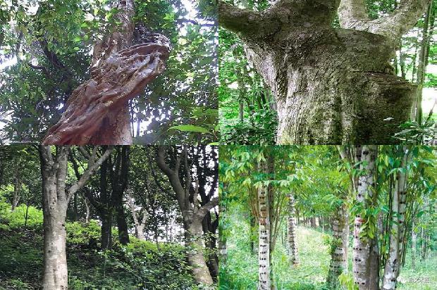 种植沉香价格1693958970539 种植沉香价格1693958970539