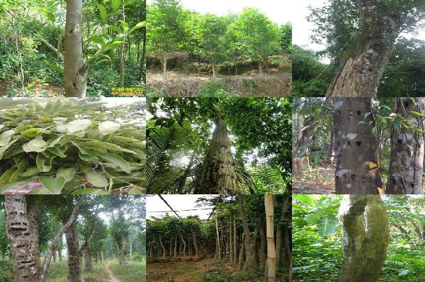 沉香把件价格1678061895839 沉香把件价格1678061895839