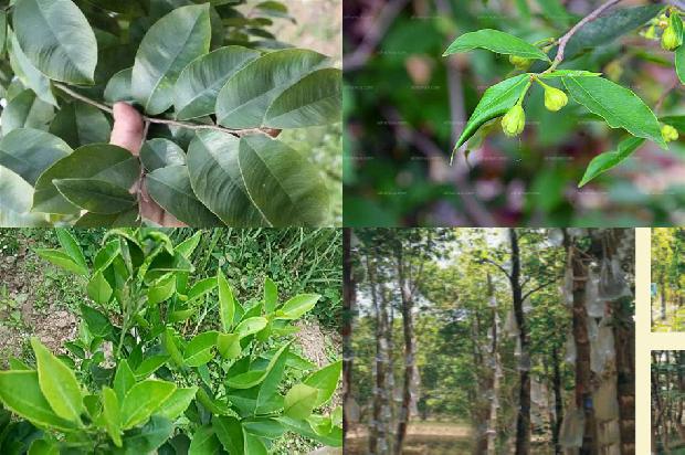 沉香把件价格1678061895845 沉香把件价格1678061895845