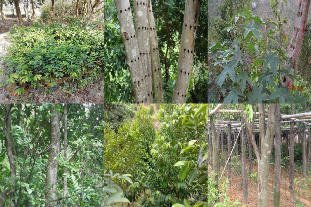 沉香把件价格1678061895851 沉香把件价格1678061895851