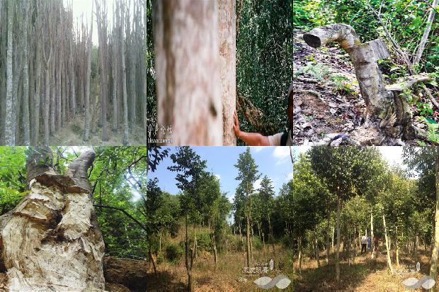 沉香把件价格1678061895857 沉香把件价格1678061895857