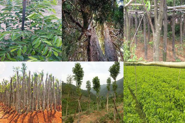 沉香的价格是1678061949772 沉香的价格是1678061949772