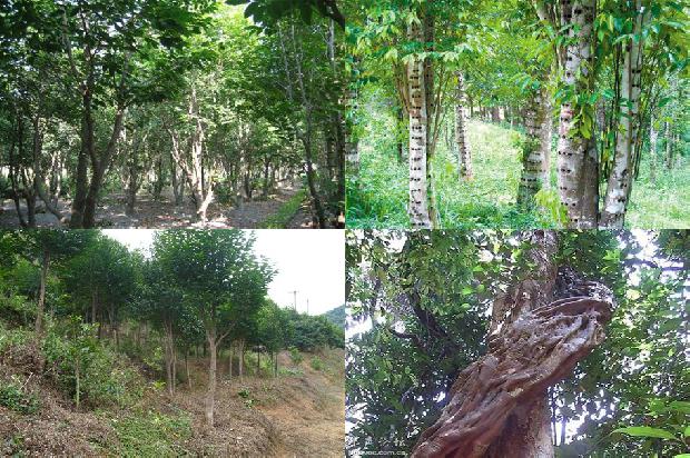 沉香的价格是1678061949778 沉香的价格是1678061949778