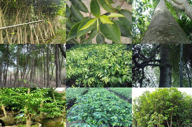 沉香的价格是1678061949784 沉香的价格是1678061949784