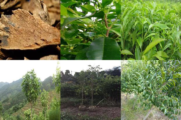 沉香佛串价格1678147739915 沉香佛串价格1678147739915