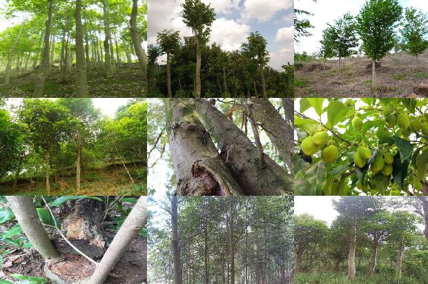 沉香佛串价格1678147739921 沉香佛串价格1678147739921