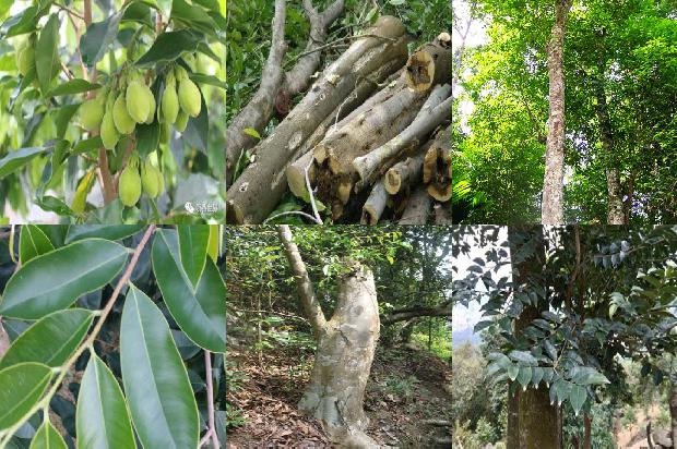 沉香佛串价格1678147739927 沉香佛串价格1678147739927