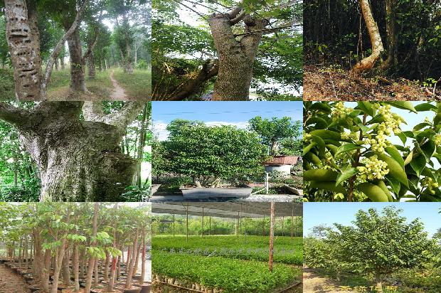 沉香佛串价格1678147739933 沉香佛串价格1678147739933