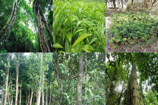 沉香牌的价格1678147855317 沉香牌的价格1678147855317