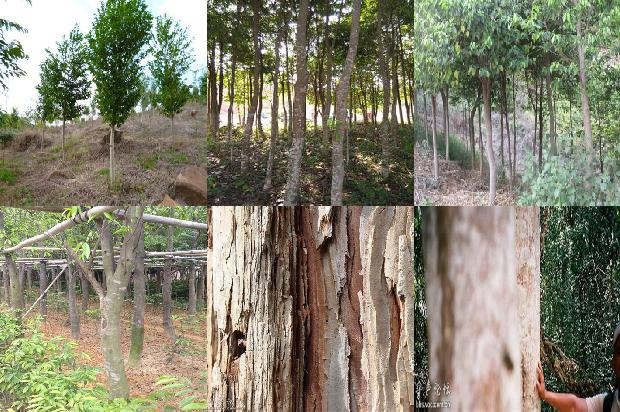 沉香牌的价格1678147855323 沉香牌的价格1678147855323