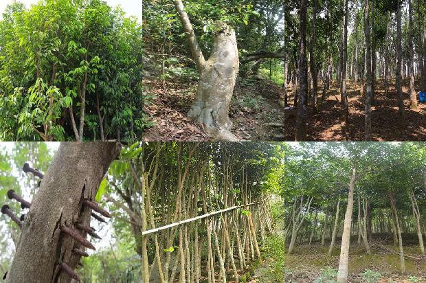 沉香牌的价格1678147855329 沉香牌的价格1678147855329