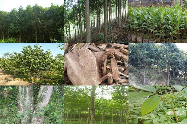 沉香牌的价格1678147855335 沉香牌的价格1678147855335