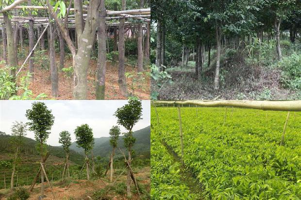 怎样种植奇楠沉香树苗1695254997268 怎样种植奇楠沉香树苗1695254997268