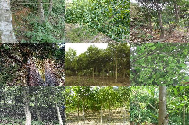 沉香土沉价格1678148012270 沉香土沉价格1678148012270