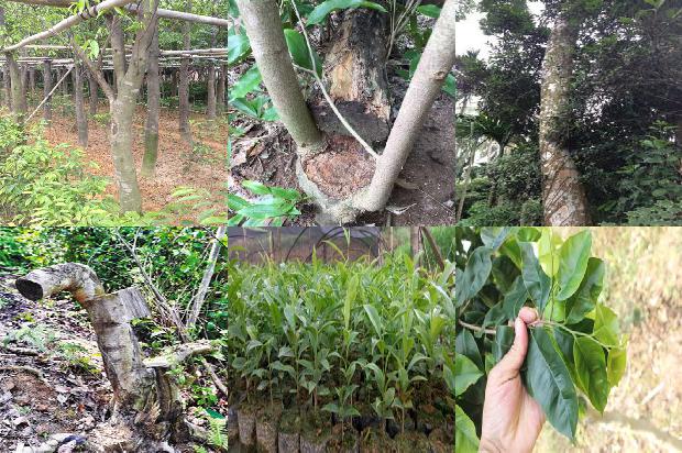 沉香土沉价格1678148012276 沉香土沉价格1678148012276