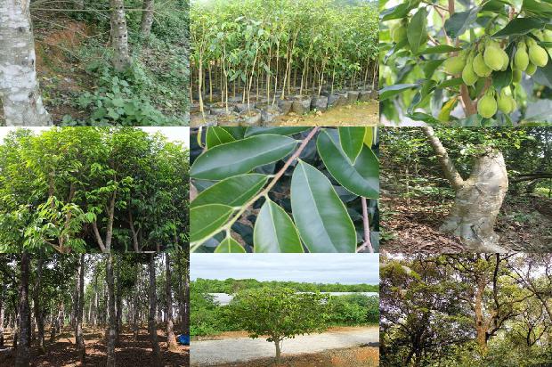 沉香土沉价格1678148012282 沉香土沉价格1678148012282