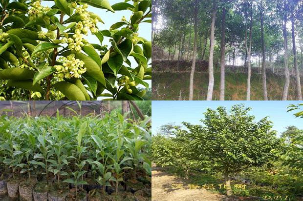 沉香土沉价格1678148012288 沉香土沉价格1678148012288