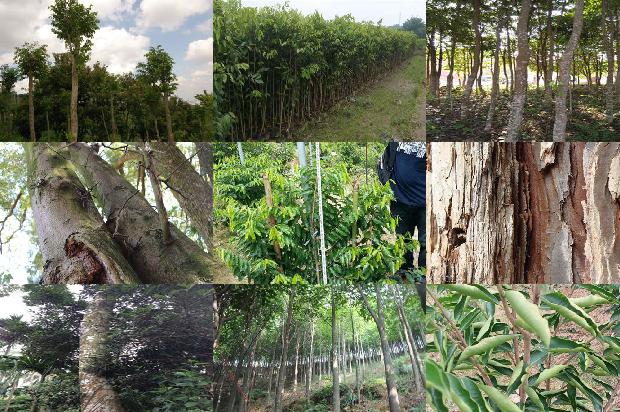 倒架沉香价格1678148092487 倒架沉香价格1678148092487