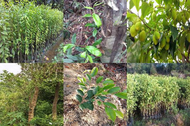 倒架沉香价格1678148092493 倒架沉香价格1678148092493