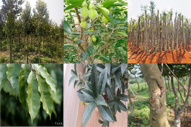 黄棋沉香价格1678148160610 黄棋沉香价格1678148160610