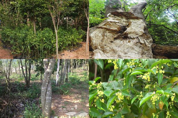 黄棋沉香价格1678148160616 黄棋沉香价格1678148160616