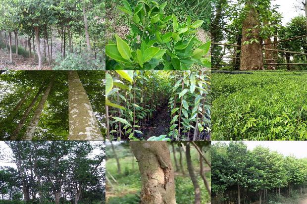 祁南沉香价格1678148221342