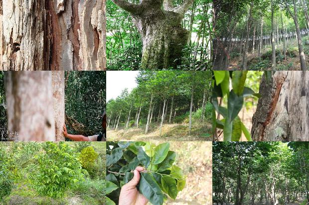 祁南沉香价格1678148221354