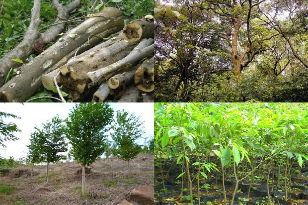 沉香塔香价格1678234560865 沉香塔香价格1678234560865