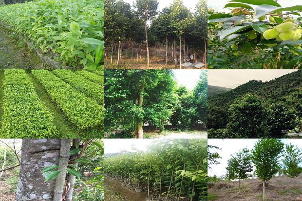 沉香塔香价格1678234560877 沉香塔香价格1678234560877