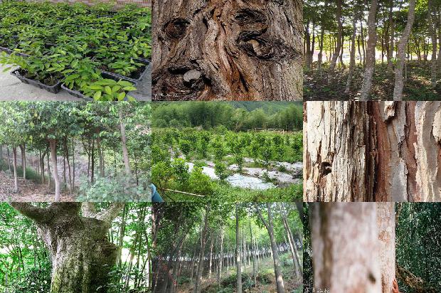 药材沉香的价格1678234617510 药材沉香的价格1678234617510